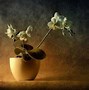 Image result for Still Life Nature Photography