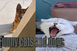 Image result for Cats and Dogs Try Not to Laugh