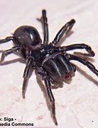 Image result for Black Spider Identification
