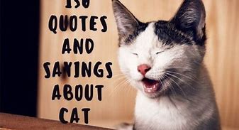 Image result for Funny Cat Sayings Quotes