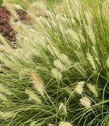 Image result for 24 Carat Gold Grass