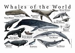 Image result for Whale Species Poster