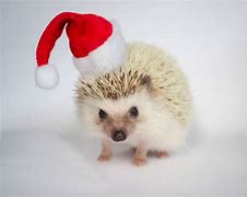 Image result for Christmas Hedgehog