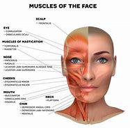 Image result for Muscle Anatomy Side View