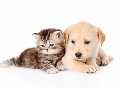 Image result for Cute Pics of Cats and Dogs