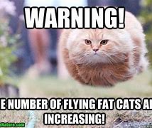 Image result for Funny Fat Cat Memes Clean