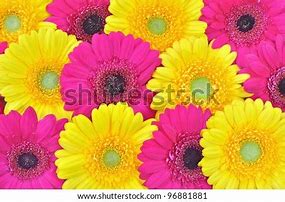 Image result for Pink Yellow Flowers