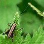 Image result for Flying Cricket Insect