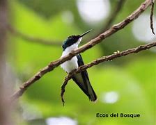 Image result for Heliothryx Trochilidae