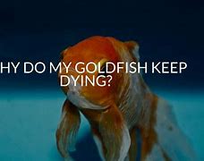 Image result for Fish Dying Meme