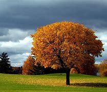 Image result for Tree Background Wallpaper