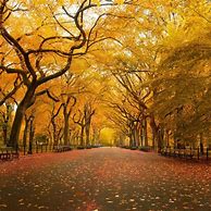 Image result for iPad Wallpaper Trees