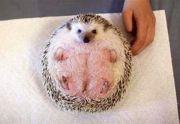 Image result for Hedgehog On Its Back