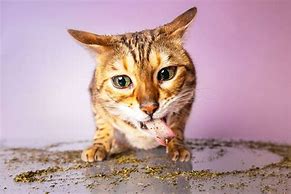 Image result for Cat High Off Catnip