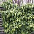 Image result for Hedera colchica Sulphur Heart