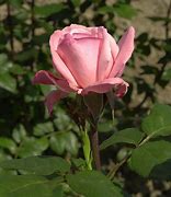 Image result for Rosa Arioso (r)