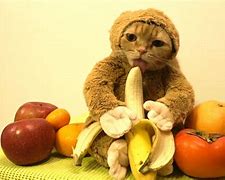 Image result for Banana Cat Meme 4