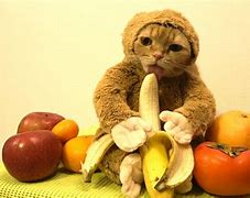 Image result for Happy Banana Cat Meme