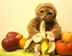 Image result for Banana Cat Baby Meme