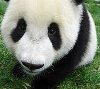 Image result for Panda Bear