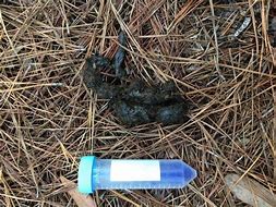 Image result for Bobcat Poop