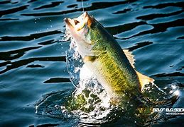 Image result for Bass Fish Pictures Free