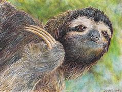 Image result for Sloth Person
