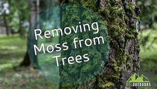 Image result for Eliminating Moss