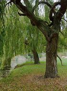 Image result for Willow Tree Lock Screen