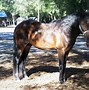 Image result for Red Roan Florida Cracker Horse
