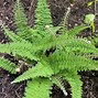 Image result for Polystichum setiferum Plumosum Multilobum