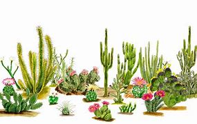 Image result for Types of Desert Cactus