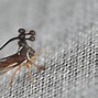 Image result for Freaky Bugs