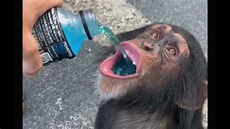 Image result for Monkey Drinking Gatorade