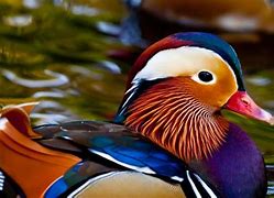Image result for Chinese Mandarin Ducks