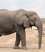 Image result for Largest Elephant in the World