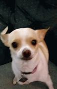 Image result for Angry Happy Chihuahua Meme