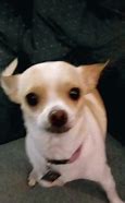 Image result for Chihuahua Tongue Out Meme