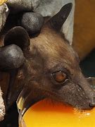 Image result for Honduran Fruit Bat