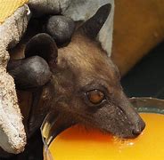 Image result for Megabat Fruit Bat