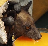 Image result for Human Fruit Bat