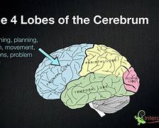 Image result for Fun Facts About Cerebellum