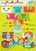 Image result for 5 Senses Sight Activities