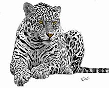 Image result for Leopard Print Sketch