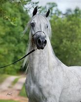 Image result for Arabian Horse Breeders
