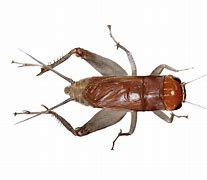 Image result for Cricket Bug Top View