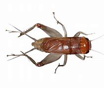 Image result for Cricket Bug PNG