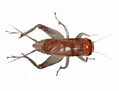 Image result for Crickets in Candy