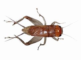 Image result for Cricket Bug Cartoon Transparent