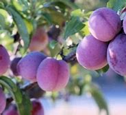 Image result for Apple Trees Growing